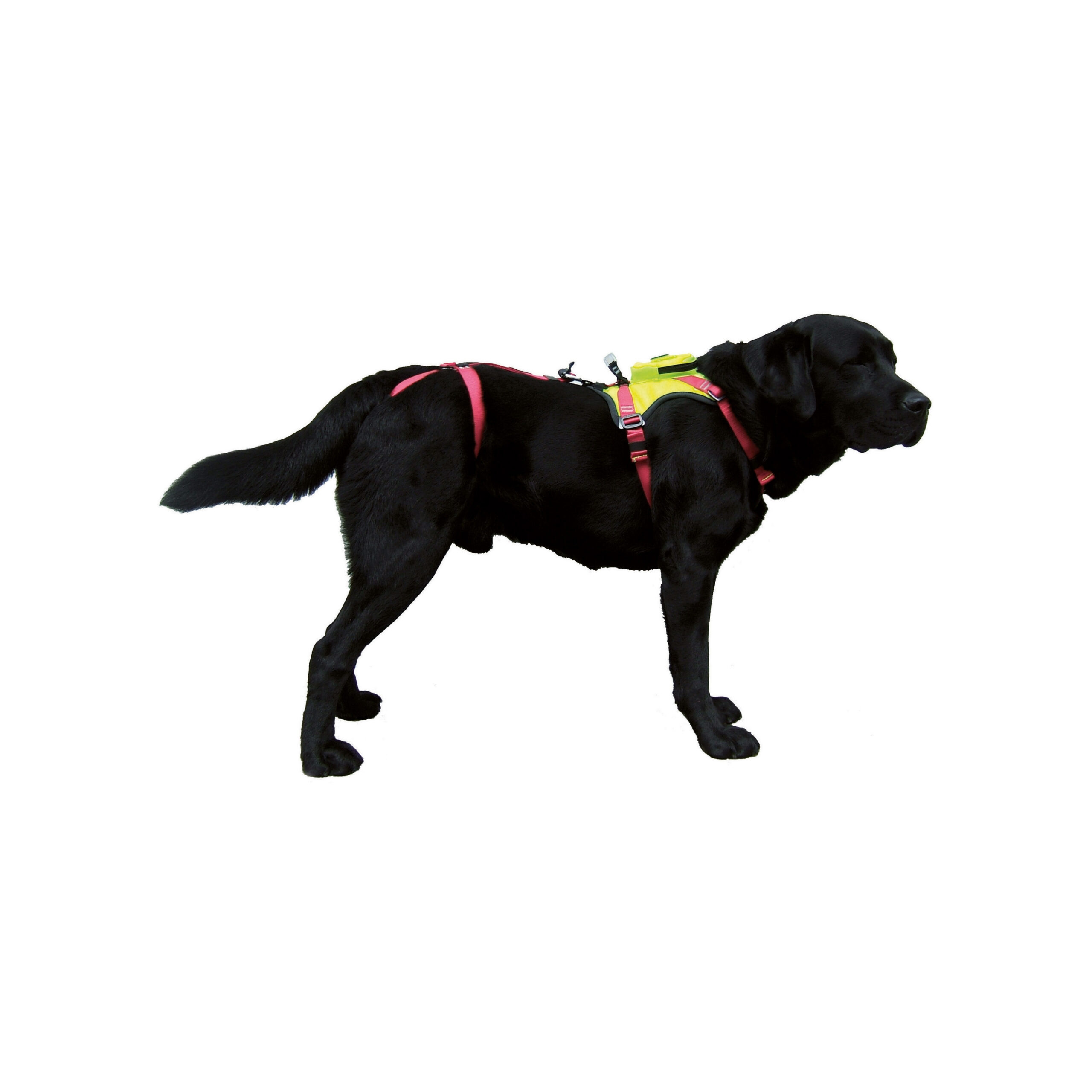 CAMP kronos köpek emniyet kemeri arama kurtarma k9 dog harness